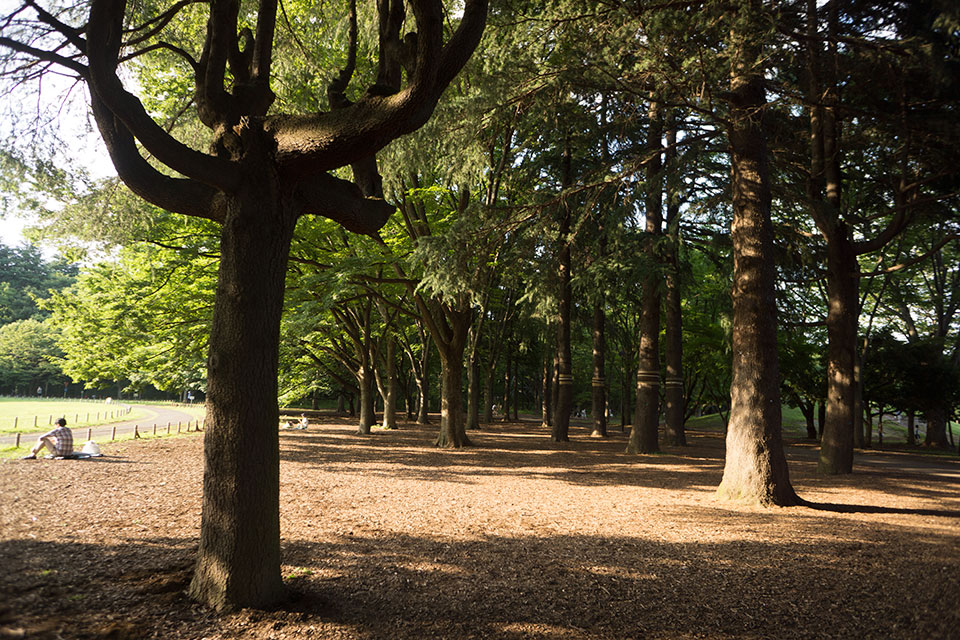 小金井公園にて