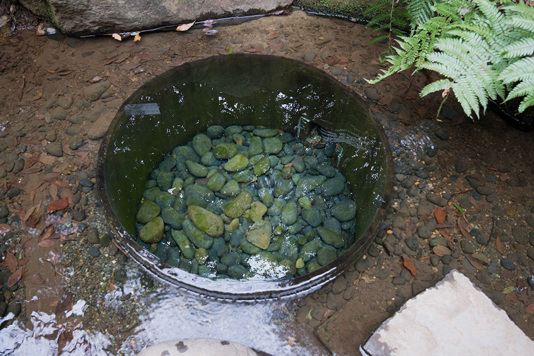 明治神宮にて