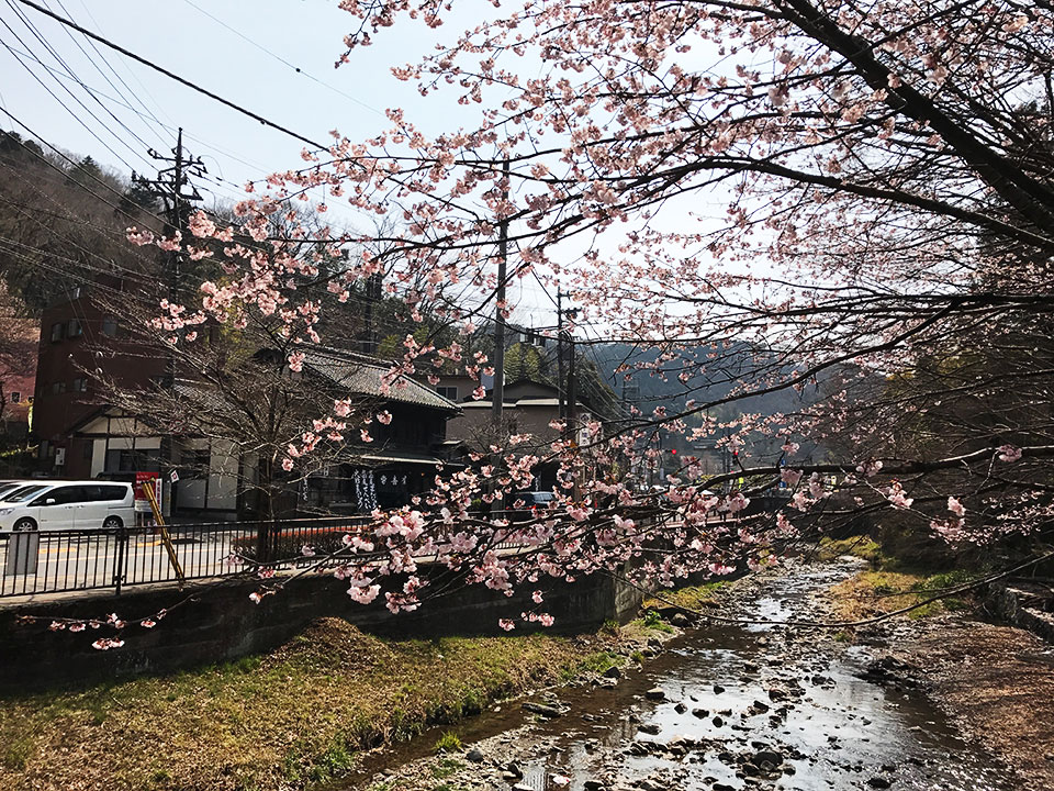 桜