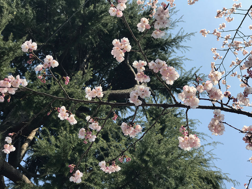 桜