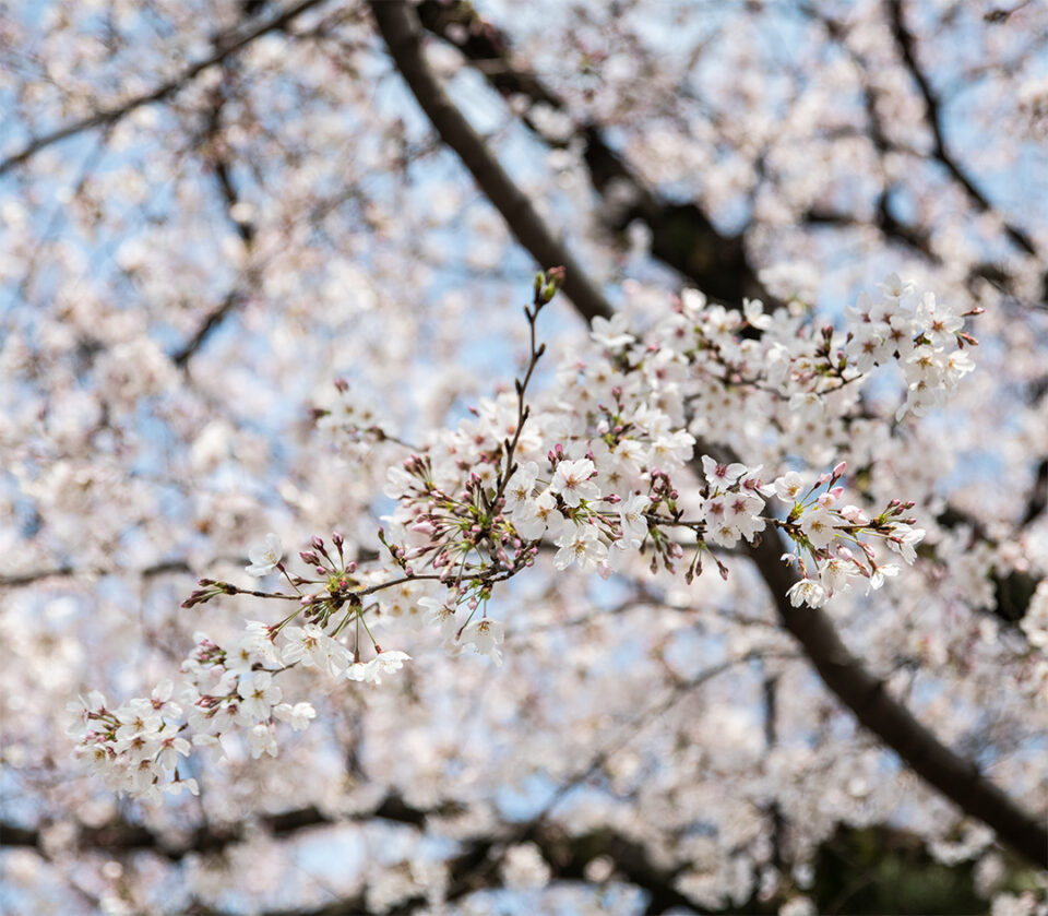 桜