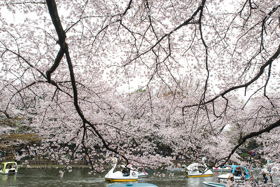 井の頭公園の桜