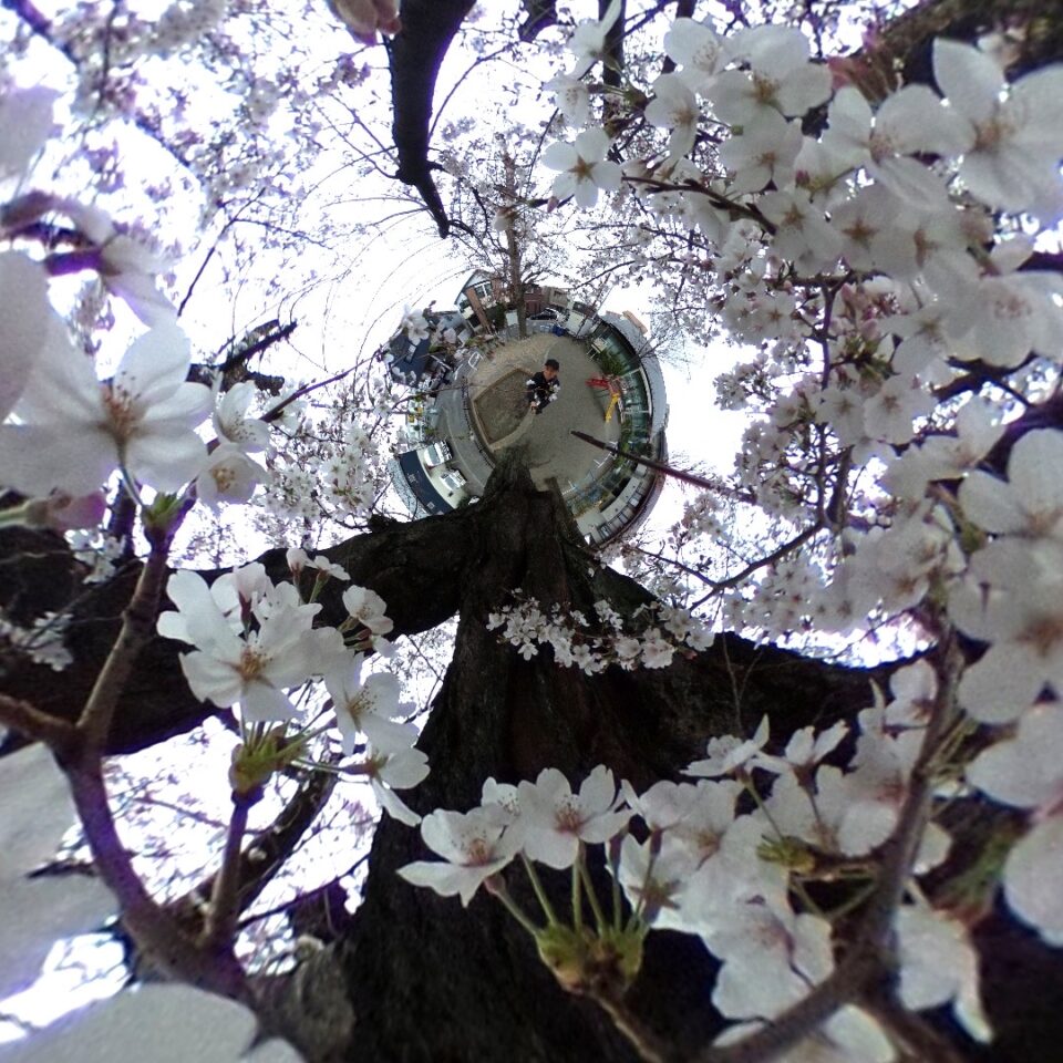 やなわらばーの「サクラ」の桜