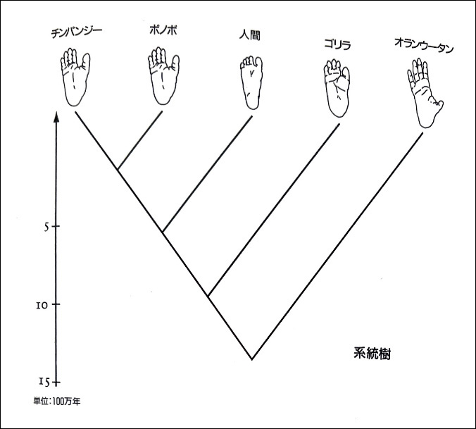 系統樹